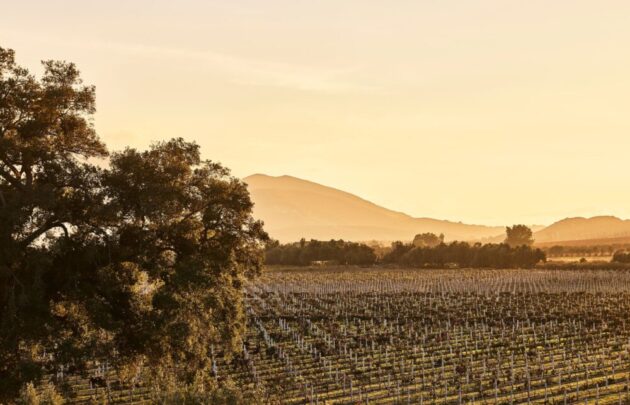 Montage Residences Valle de Guadalupe